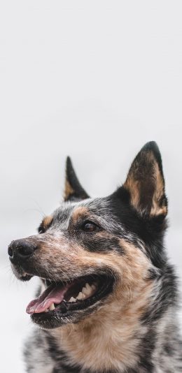 [2436x1125]狼犬 犬类 皮毛 狗 苹果手机壁纸图片