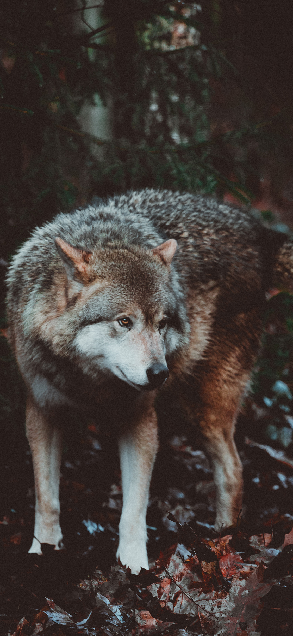 [2436×1125]狼犬 皮毛 野外 凶狠 苹果手机壁纸图片