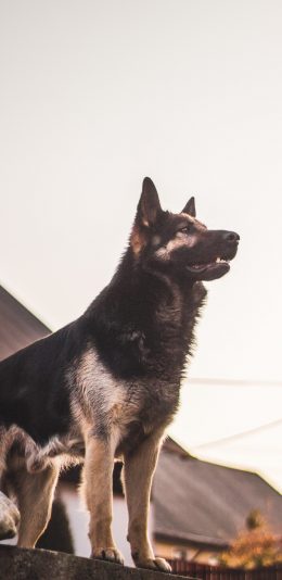 [2436x1125]狼犬 站立 狗 饲养 苹果手机壁纸图片