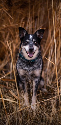 [2436x1125]狼犬 草地 户外 枯黄 苹果手机壁纸图片