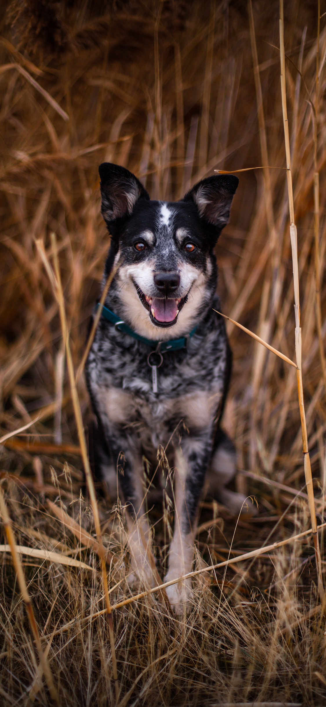 [2436×1125]狼犬 草地 户外 枯黄 苹果手机壁纸图片