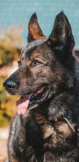 [2436x1125]狼犬 警惕 吐舌 皮毛 苹果手机壁纸图片