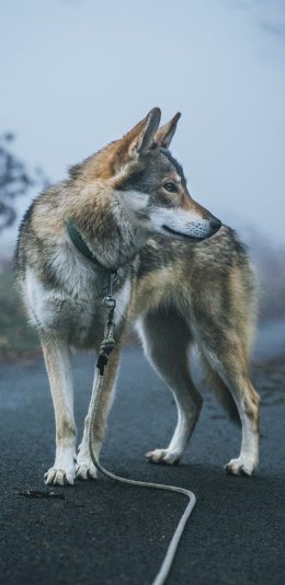 [2436x1125]狼犬 道路 项圈 宠物 苹果手机壁纸图片
