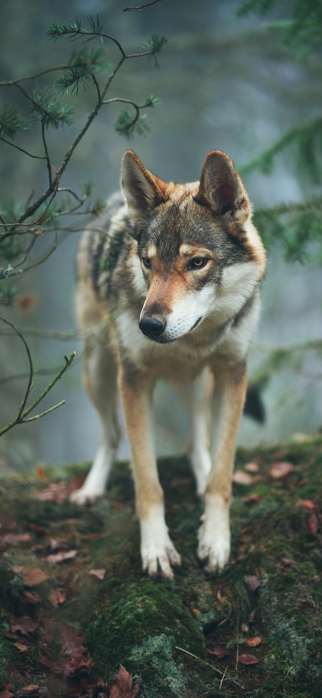 [2436×1125]狼犬 野外 落叶 树枝 苹果手机壁纸图片