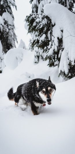 [2436x1125]狼犬 雪地 雪季 凶猛 苹果手机壁纸图片