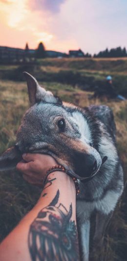 [2436x1125]狼狗  温顺 草原 手部 纹身 个性 苹果手机壁纸图片