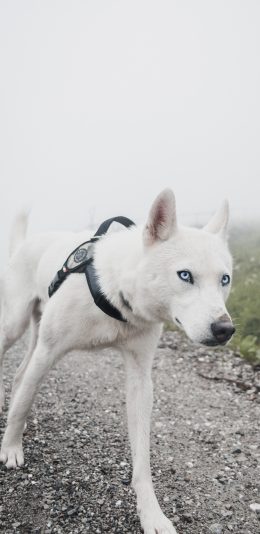 [2436x1125]狼狗 宠物 户外 遛狗 苹果手机壁纸图片
