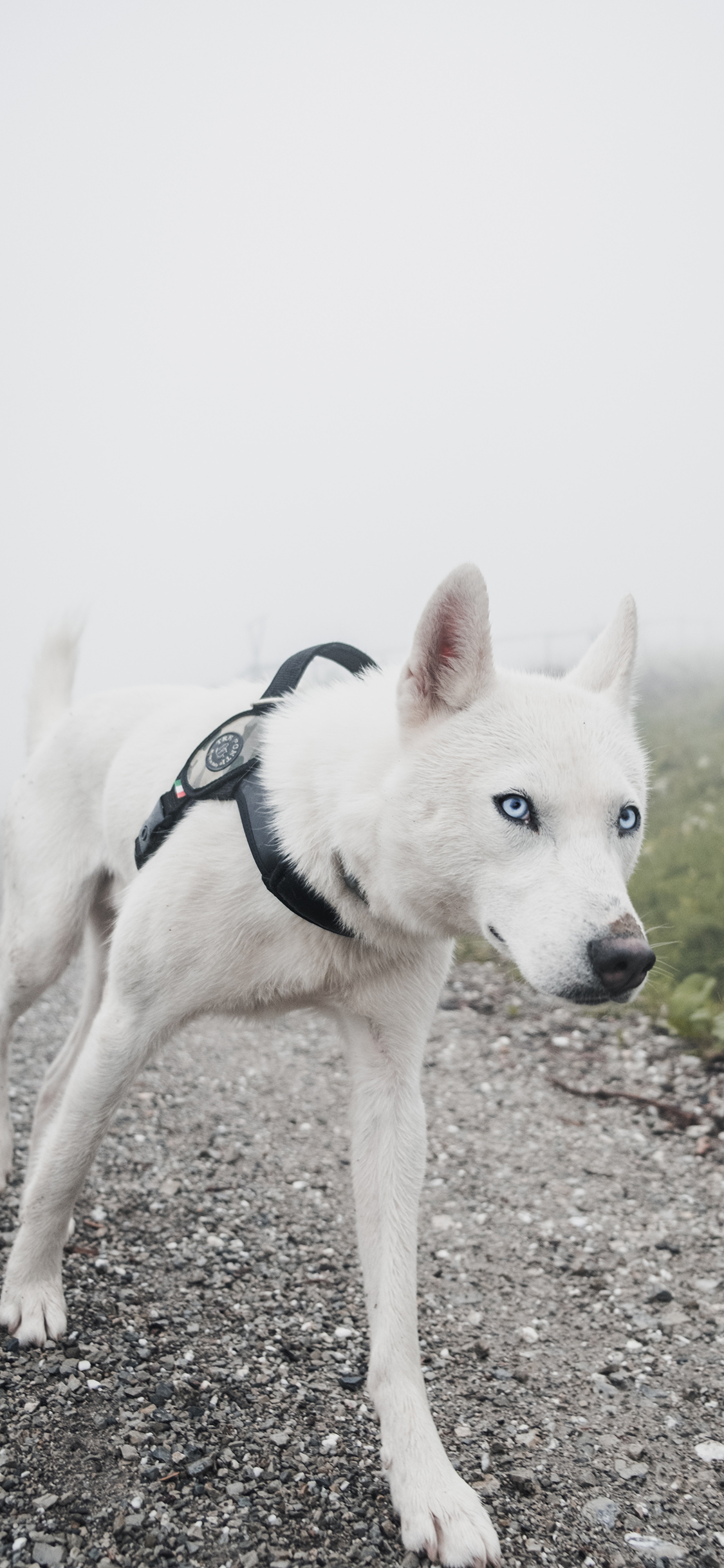 [2436×1125]狼狗 宠物 户外 遛狗 苹果手机壁纸图片