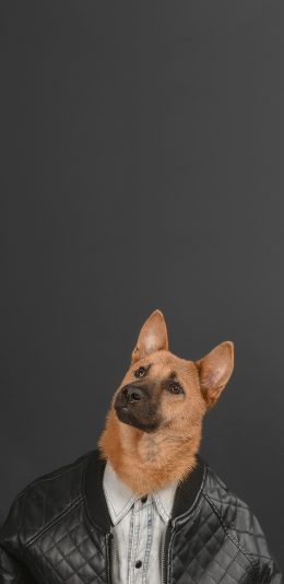 [2436x1125]狼狗 宠物 汪星人 衣服 写真 苹果手机壁纸图片