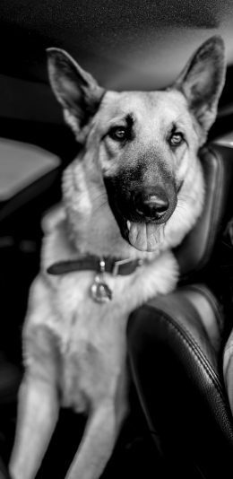 [2436x1125]狼狗 黑白 宠物 车内 苹果手机壁纸图片