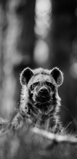 [2436x1125]狼獾 似熊 哺乳动物 黑白、 苹果手机壁纸图片