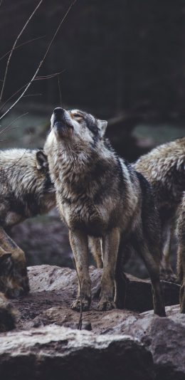 [2436x1125]狼群 野生 狼嚎 食肉动物 苹果手机壁纸图片