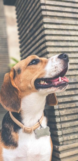 [2436x1125]猎犬 宠物 比格猎犬 犬类 狗 苹果手机壁纸图片