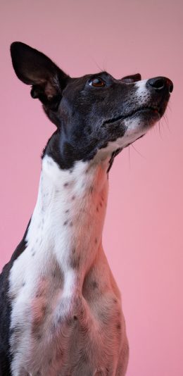 [2436x1125]猎犬 宠物 犬类 仰头 苹果手机壁纸图片