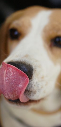 [2436x1125]猎狐犬 狗 汪星人 吐舌 可爱 宠物 苹果手机壁纸图片