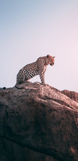 [2436x1125]猎豹 岩石 豹子 猛兽 苹果手机壁纸图片