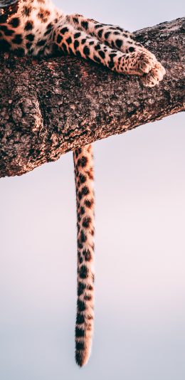 [2436x1125]猎豹 树干 尾巴 猛兽 苹果手机壁纸图片