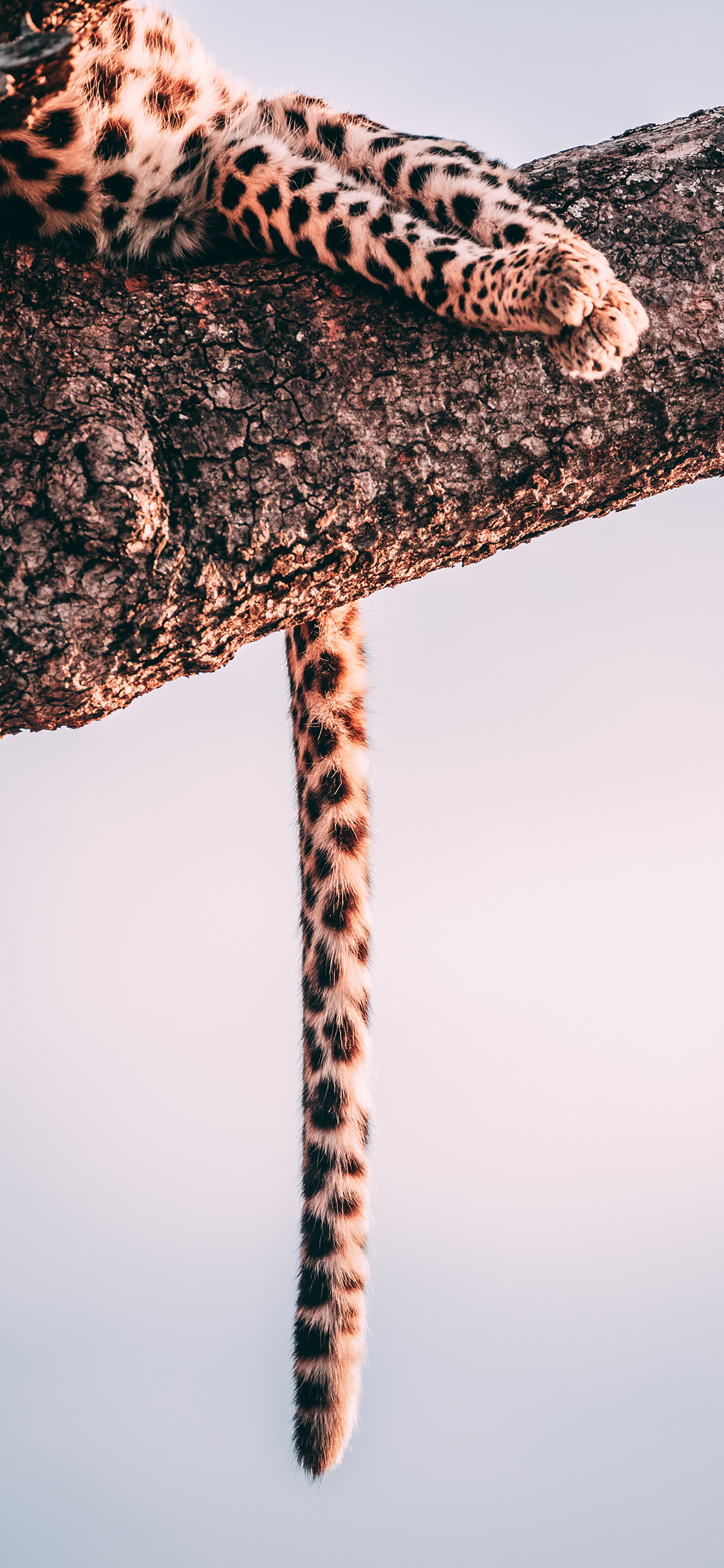 [2436×1125]猎豹 树干 尾巴 猛兽 苹果手机壁纸图片