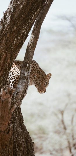 [2436x1125]猎豹 猛兽 凶猛 斑纹 树干 苹果手机壁纸图片