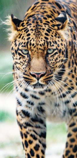 [2436x1125]猎豹 猛兽 凶猛 猫科 斑纹 苹果手机壁纸图片