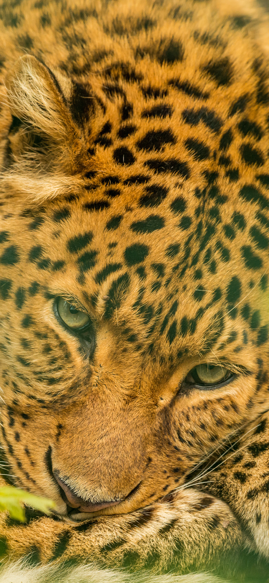 [2436×1125]猎豹 猛兽 凶猛 猫科 斑纹 苹果手机壁纸图片