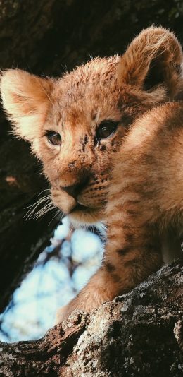 [2436x1125]猎豹 猛兽 幼仔 树干 苹果手机壁纸图片