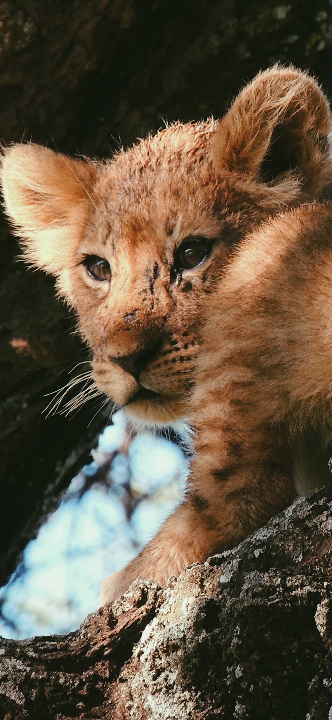 [2436×1125]猎豹 猛兽 幼仔 树干 苹果手机壁纸图片