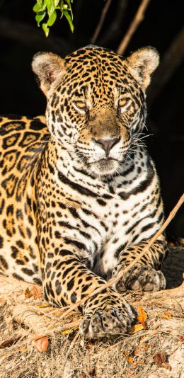 [2436x1125]猎豹 猛兽 花纹 凶猛 苹果手机壁纸图片