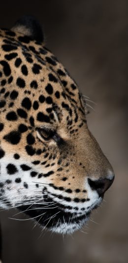 [2436x1125]猎豹 猛兽 豹纹 皮毛 苹果手机壁纸图片