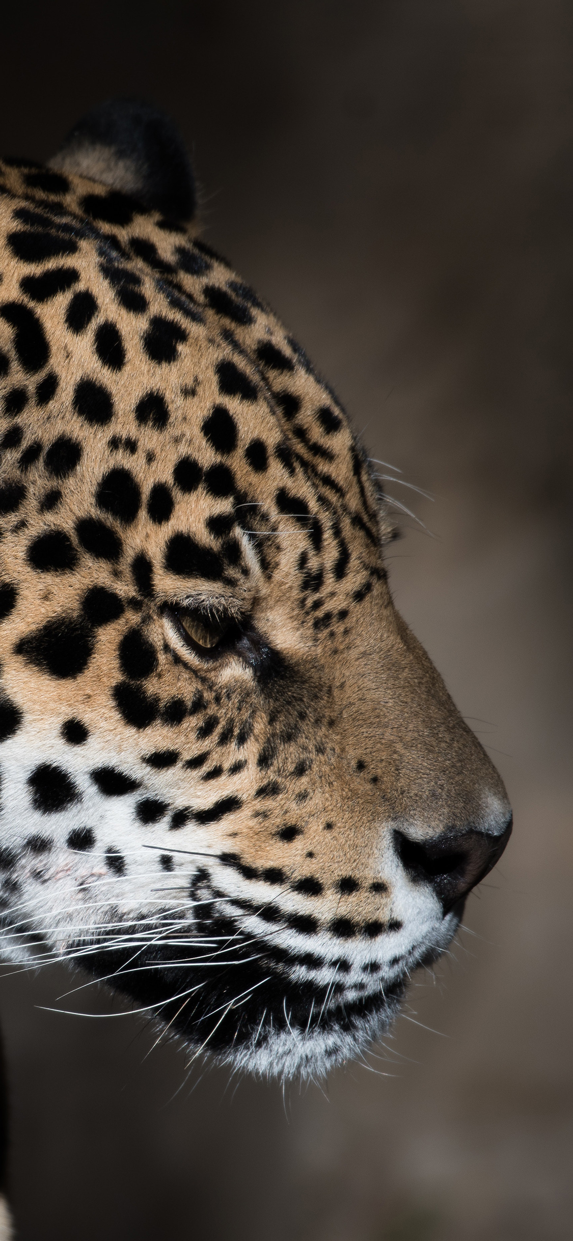 [2436×1125]猎豹 猛兽 豹纹 皮毛 苹果手机壁纸图片