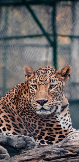 [2436x1125]猎豹 猛兽 豹纹 饲养 苹果手机壁纸图片