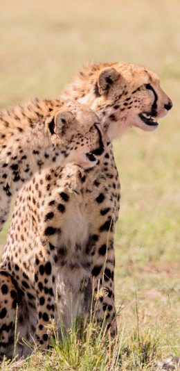 [2436x1125]猎豹 草原 猛兽 皮毛 苹果手机壁纸图片