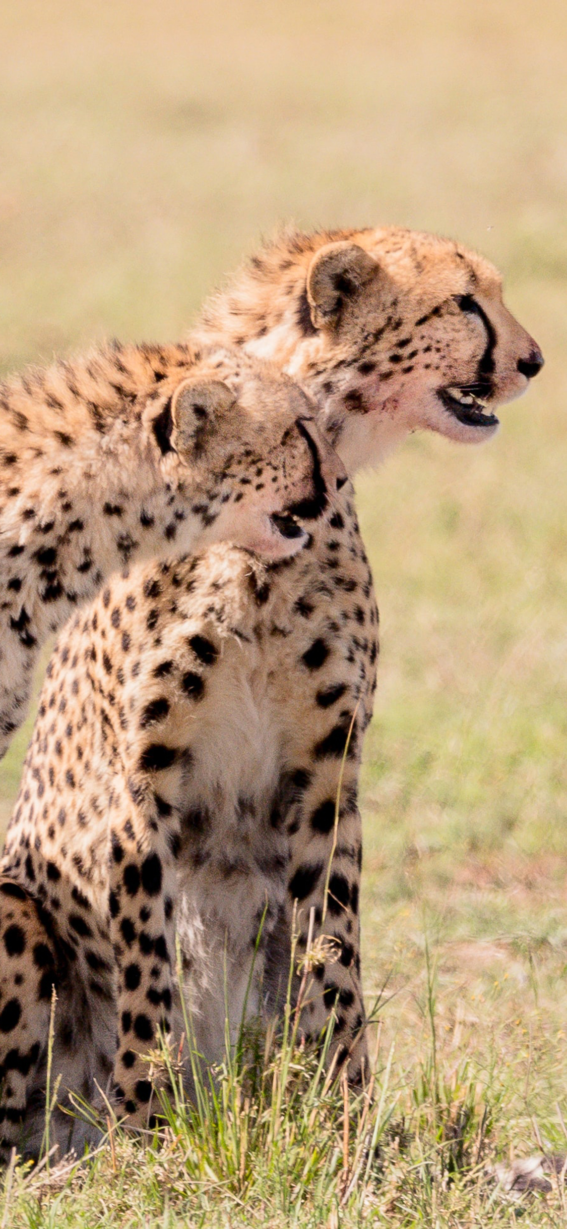 [2436×1125]猎豹 草原 猛兽 皮毛 苹果手机壁纸图片