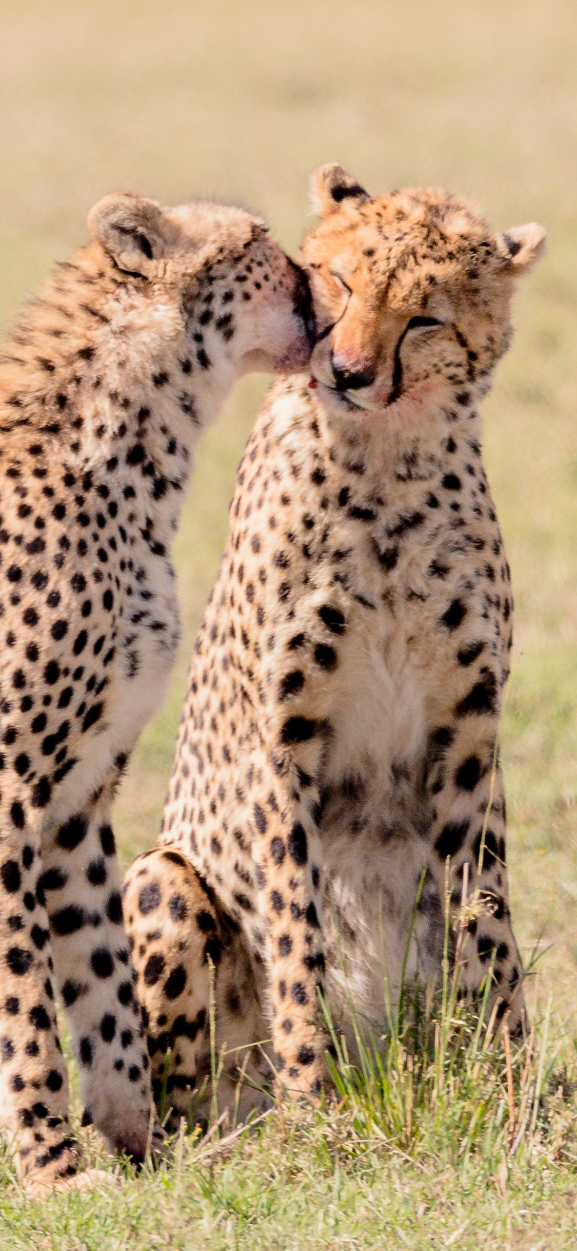 [2436×1125]猎豹 草地 皮毛 豹纹 猛兽 苹果手机壁纸图片