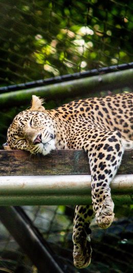 [2436x1125]猎豹 豹子 豹纹 睡觉 苹果手机壁纸图片