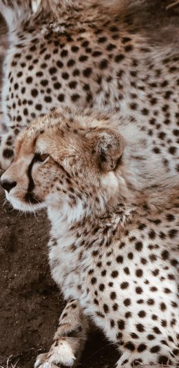 [2436x1125]猎豹 豹纹 猛兽 幼仔 苹果手机壁纸图片