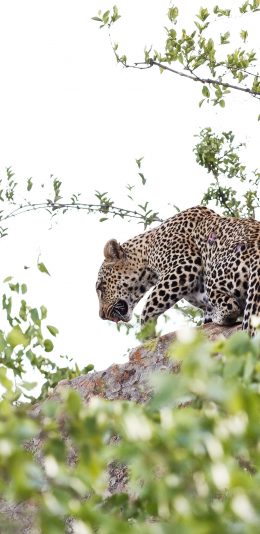 [2436x1125]猎豹 野兽 树枝 猛兽 苹果手机壁纸图片