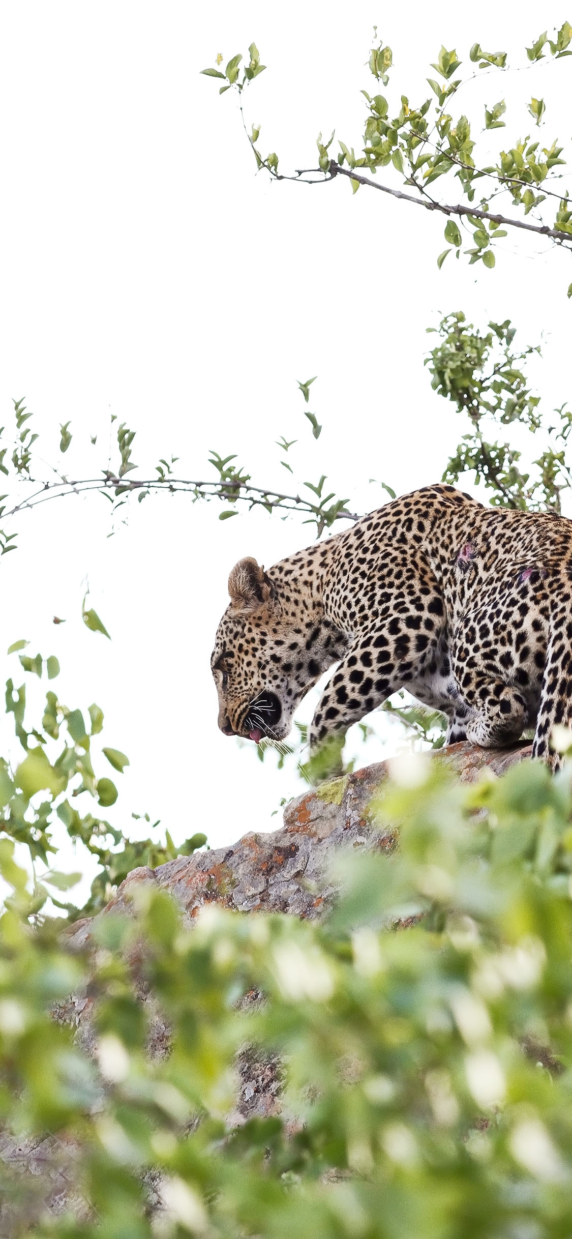 [2436×1125]猎豹 野兽 树枝 猛兽 苹果手机壁纸图片
