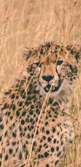 [2436x1125]猎豹 野外 斑点 掩护 苹果手机壁纸图片