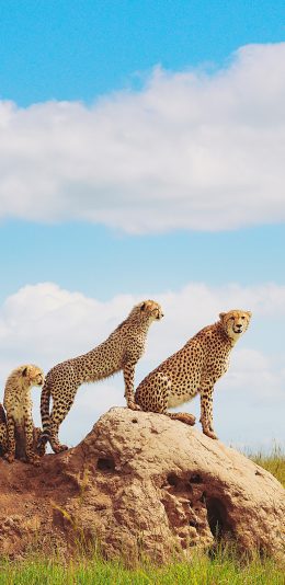 [2436x1125]猎豹 野外 群居 石头 草原 苹果手机壁纸图片