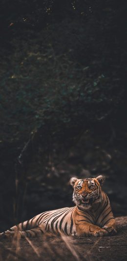 [2436x1125]猛兽 老虎 土地 卧趴 苹果手机壁纸图片