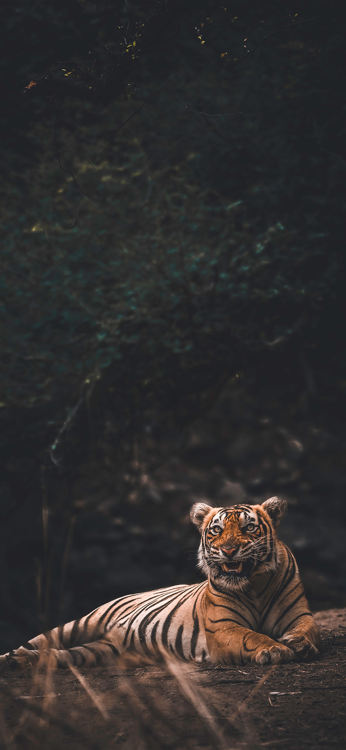 [2436×1125]猛兽 老虎 土地 卧趴 苹果手机壁纸图片