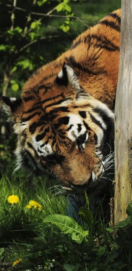 [2436x1125]猛兽 老虎 树干 树林 苹果手机壁纸图片