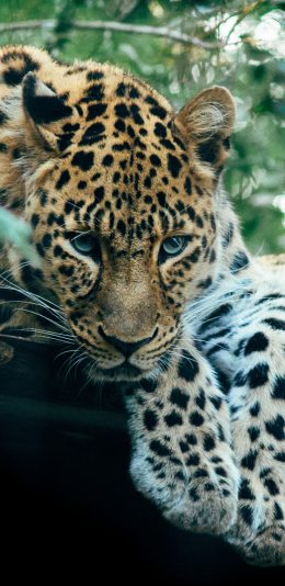 [2436x1125]猛兽 花豹 猎豹 皮毛 苹果手机壁纸图片