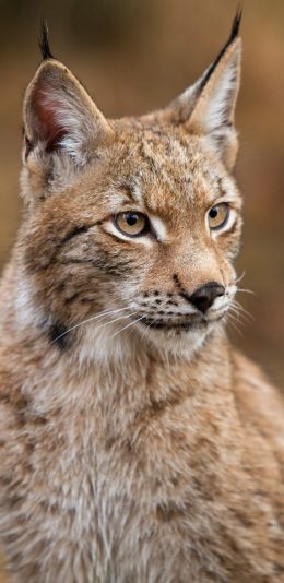 [2436x1125]猞猁 凶猛 猛兽 猫科 苹果手机壁纸图片