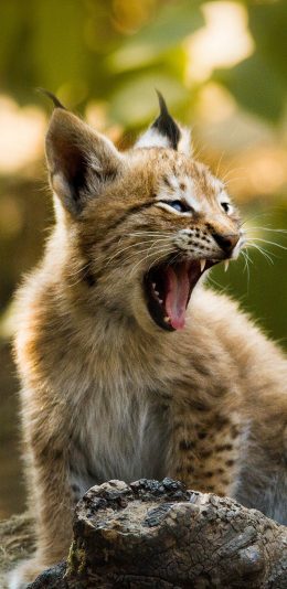 [2436x1125]猞猁 幼崽 猫科动物 嚎叫 苹果手机壁纸图片