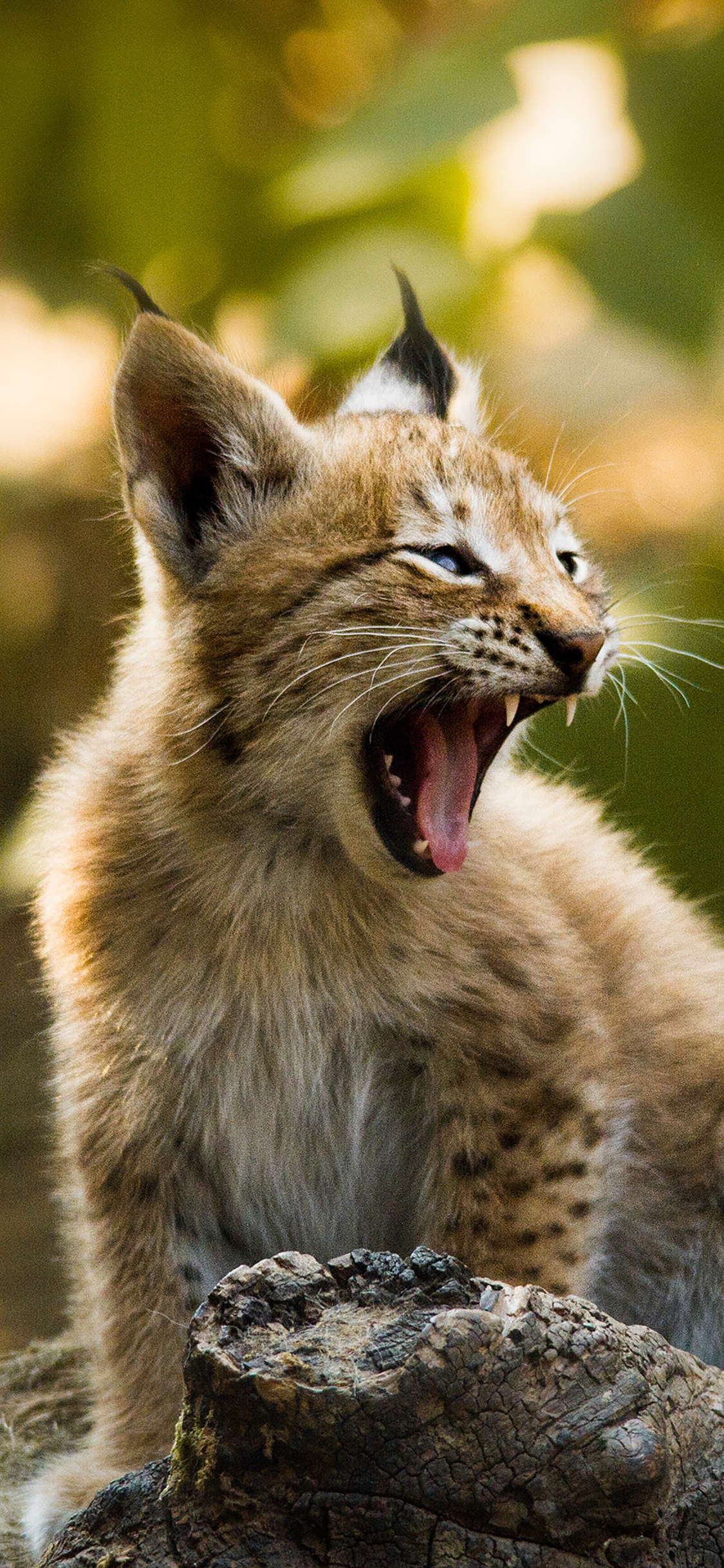 [2436×1125]猞猁 幼崽 猫科动物 嚎叫 苹果手机壁纸图片