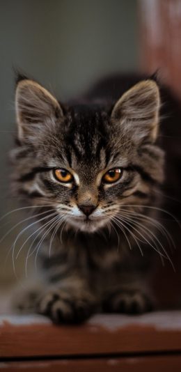 [2436x1125]猞猁 猫科 凶猛 保护动物 苹果手机壁纸图片