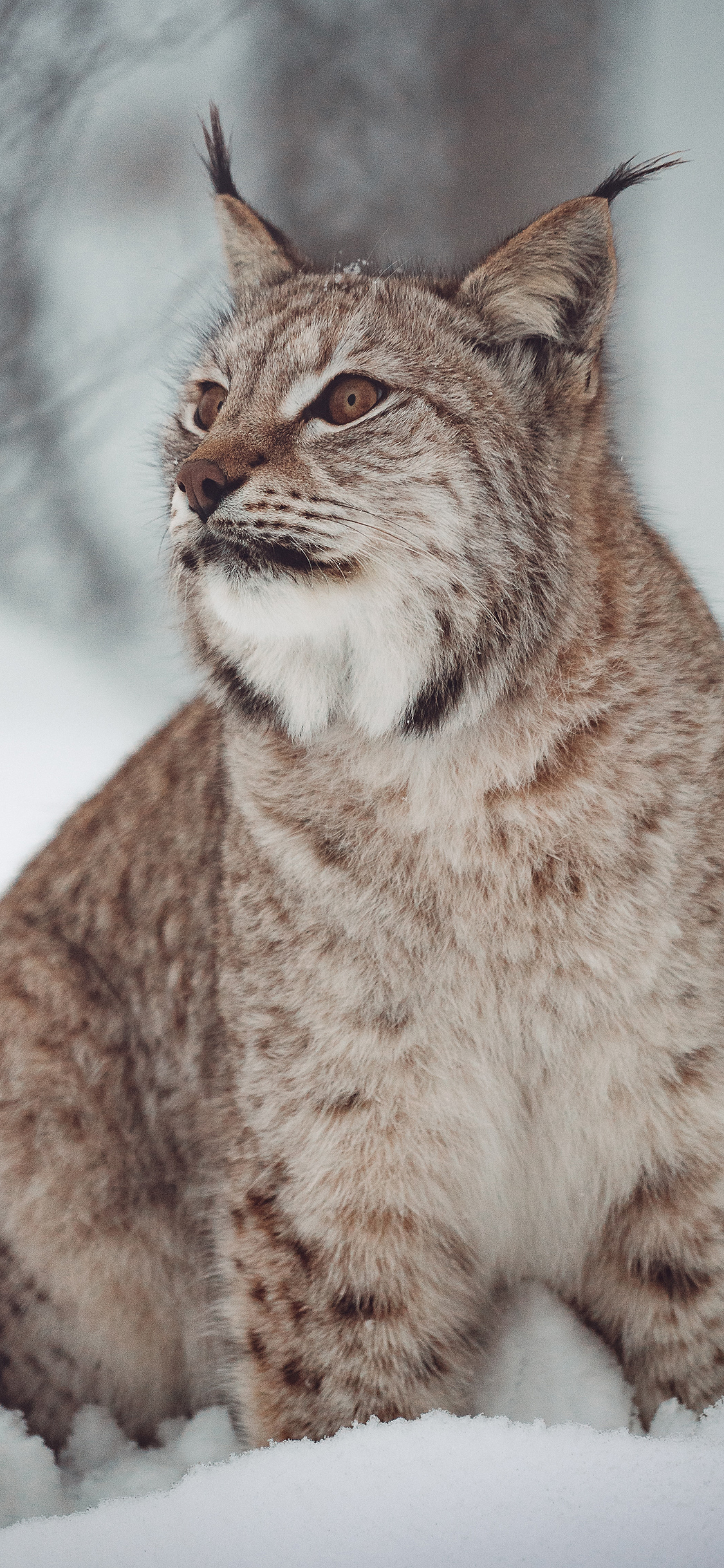 [2436×1125]猞猁 猫科 凶猛 猛兽 雪地 苹果手机壁纸图片