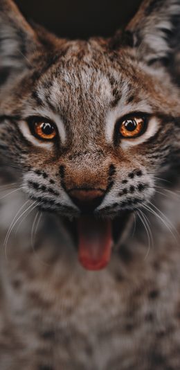 [2436x1125]猞猁 猫科 喜寒 皮毛 苹果手机壁纸图片